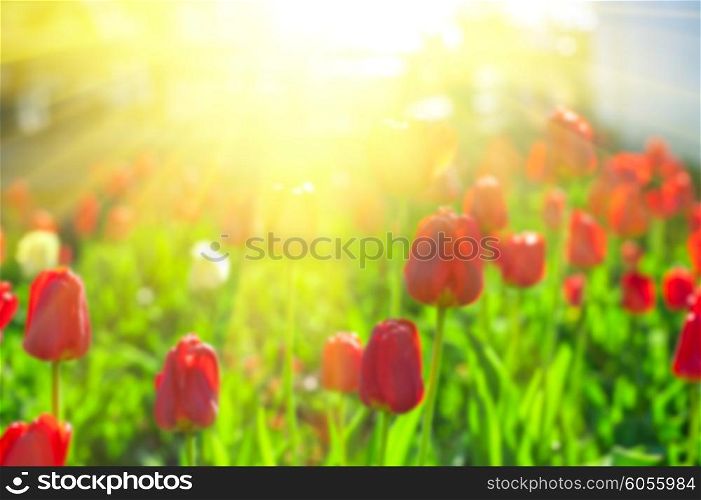 Blurred background of red colored tulips. Blurred background of red colored tulips with starburst sun