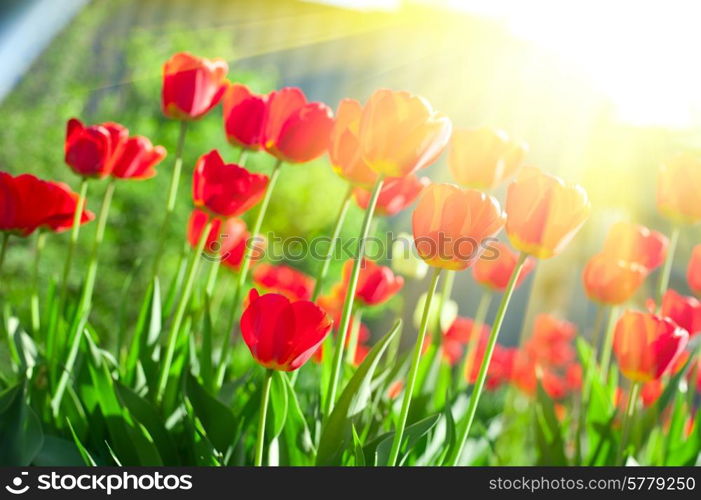 Blurred background of red colored tulips with starburst sun. tulips