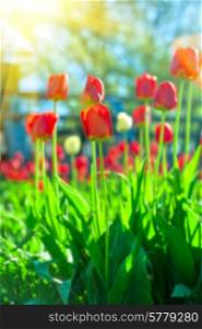 Blurred background of red colored tulips with starburst sun. tulips