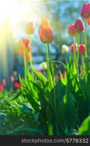 Blurred background of red colored tulips with starburst sun. tulips