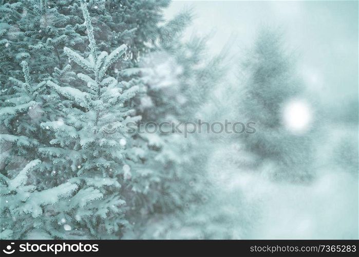 blurred background small Christmas trees with snow winter