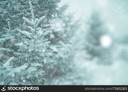 blurred background small Christmas trees with snow winter