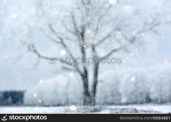 blurred background snowy forest nature park