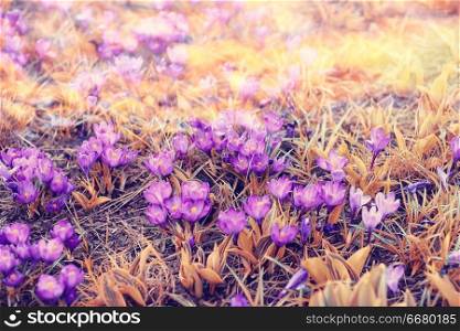 blurred background spring flowers