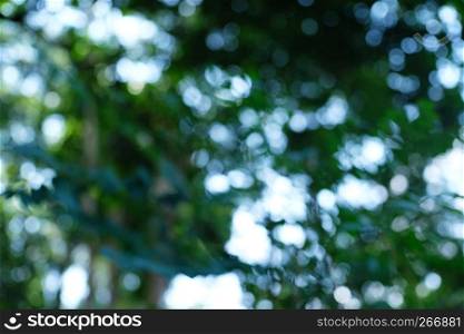 Blurred beautiful nature background blurry of leaf bokeh forest. garden and park with sunlight, use for background