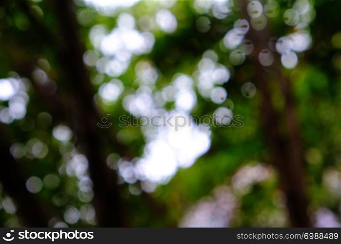 Blurred beautiful nature background blurry of leaf bokeh forest. garden and park with sunlight, use for background
