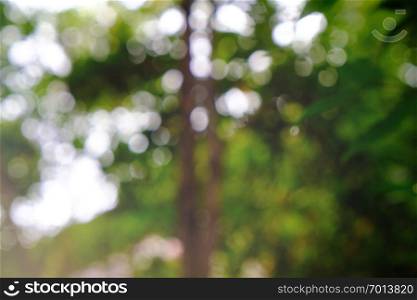 Blurred beautiful nature background blurry of leaf bokeh forest. garden and park with sunlight, use for background 