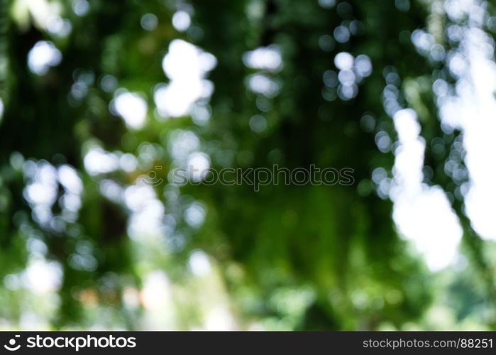 Blurred beautiful nature background blurry of leaf bokeh forest. garden and park with sunlight, use for background with perspective