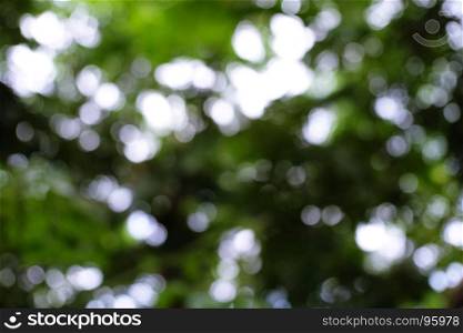 Blurred beautiful nature background blurry of leaf bokeh forest. garden and park with sunlight, use for background with perspective