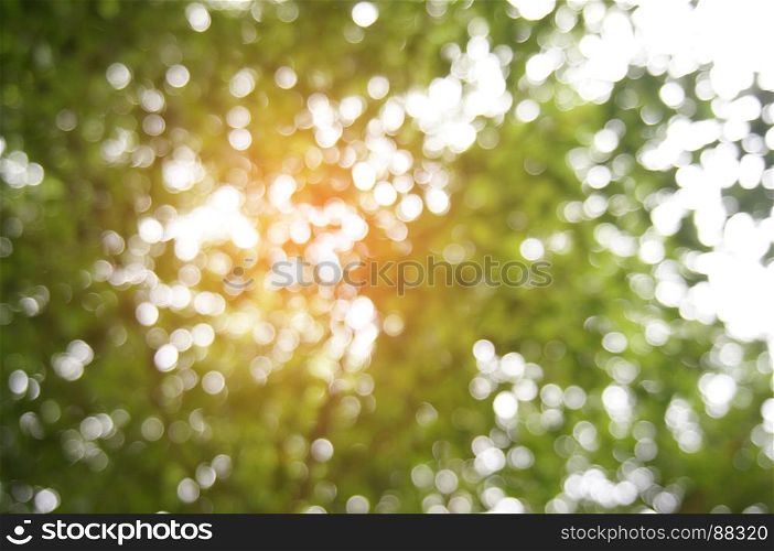 Blurred beautiful nature background blurry of leaf bokeh forest. for background usage .
