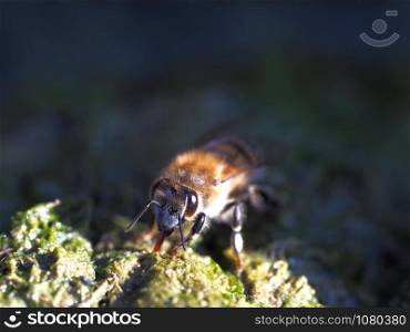 Blurred bee in a sunbeam. Macro shooting.