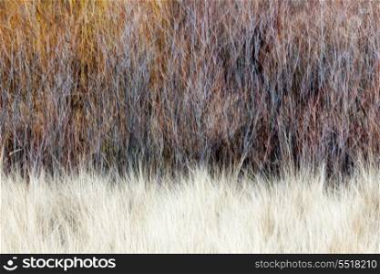 Blurred brown winter woodland background. Nature landscape of bare trees and grasses with in-camera vertical motion blur