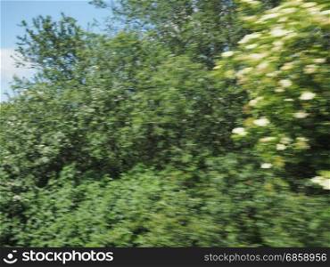 blurred defocused background. defocused blur of trees useful as a background