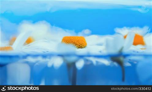 Blurred delicate floral background of daisies in blue water.. Blurred Delicate Blue Floral Background