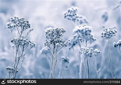 Blurred floral background - hoarfrost on the flowers in winter field closeup. Selective focus on the foreground.. Hoarfrost On The Flowers In Winter Field