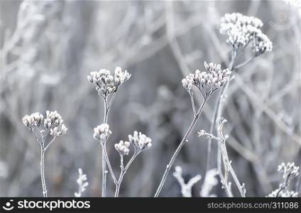 Blurred floral background - hoarfrost on the plants in winter field closeup. Selective focus on the foreground.. Hoarfrost On The Plants In Winter Field