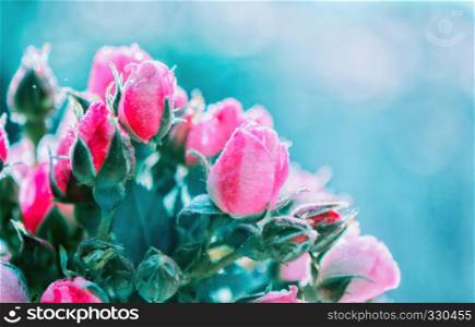 Blurred floral background of roses with dew and blue bokeh. Greeting card for wedding or Valentine?s day. Selective focus, toning.. Blurred Floral Background of Roses And Blue Bokeh