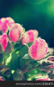 Blurred floral background of roses with green bokeh. Greeting card for wedding, mother?s or Valentine?s day. Selective focus.. Blurred Roses On Green Bokeh Background
