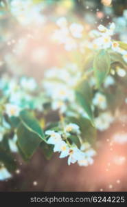 Blurred floral nature background with white blossom .