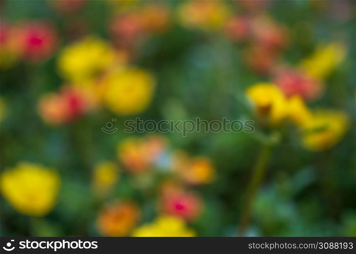 Blurred Garden Flowers Valentine Card Background