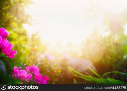 Blurred garden or park background with pink flowers and sunshine