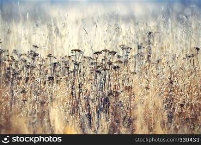 Blurred golden autumn background with dry grass and flowers closeup. Selective focus.. Blurred autumn background