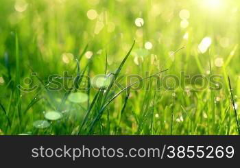 Blurred grass background with water drops.