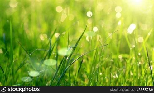 Blurred grass background with water drops.