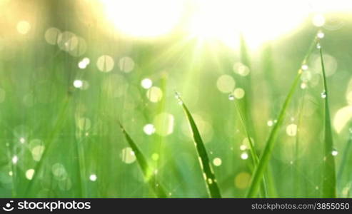 Blurred grass background with water drops. HD shot with motorized slider.