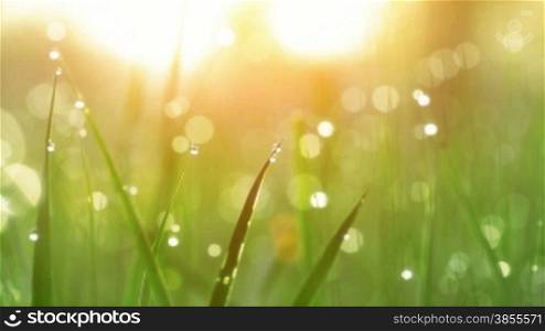 Blurred Grass Background With Water Drops. HD Shot With Motorized Slider.