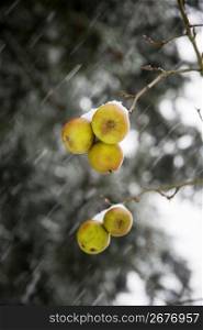 Blurred motion of snow falling on autumn fruit