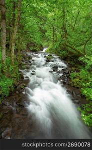 Blurred motion shot of stream flowing through remote forest