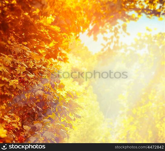 Blurred nature background with beautiful sunny autumn foliage in park