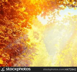 Blurred nature background with beautiful sunny autumn foliage in park