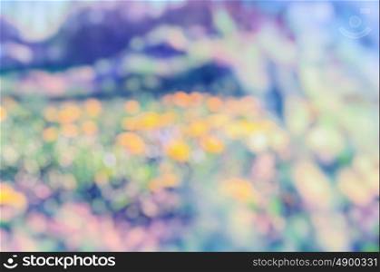 Blurred nature background with dandelion field, toned