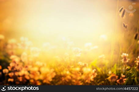 Blurred nature background with flowers and sunset light