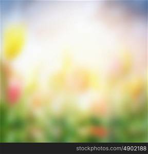 Blurred nature background with summer flowers in garden
