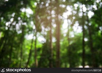 Blurred of beautiful nature Green tree forest background.
