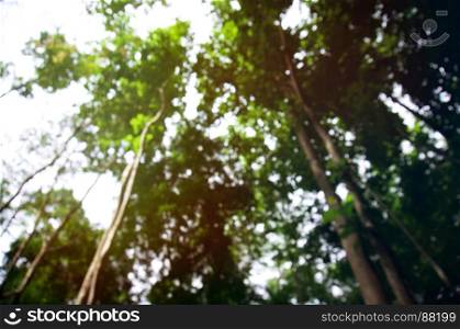 Blurred of beautiful nature Green tree forest background.