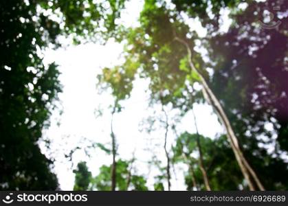 Blurred of beautiful nature Green tree forest background. with copy space.
