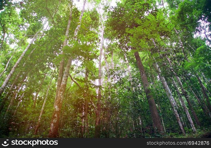 Blurred of beautiful nature Green tree forest background. with copy space.
