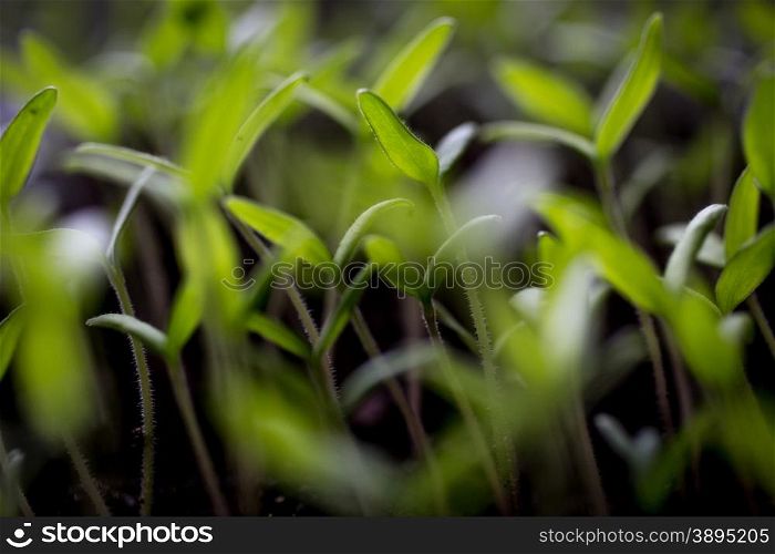 Blurred photo of fresh green sprouts growing on ground