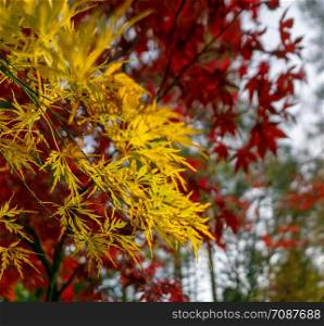 Blurred red Japanese maple in front of sharp yellow fan maple (Acer japonicum)