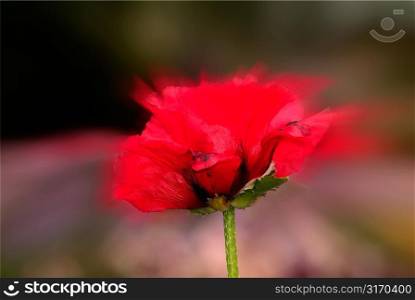 Blurred Red Poppy