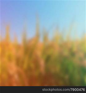 Blurred rice field and blue sky with retro filter effect