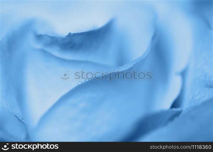 Blurred rose macro, abstract background in Classic Blue colour, close-up. Color of the year 2020 concept. For greeting card, invitation, Valentine?s day, Mother?s day, Women?s Day. Horizontal.