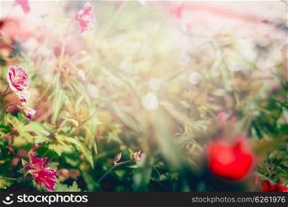 Blurred summer background with grasses and flowers, outdoor nature background