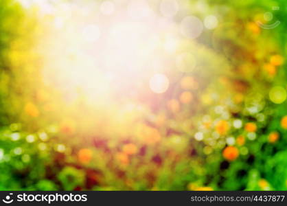 Blurred summer garden or park nature background with sunlight and bokeh