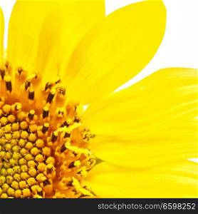 blurred sunflower in the white light and empty space background

