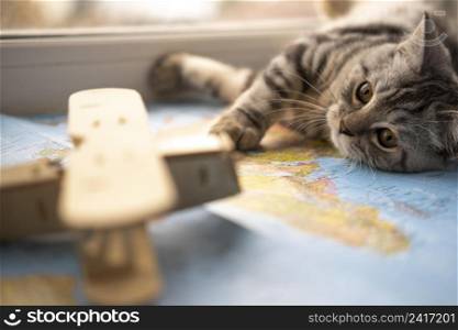 blurred toy cat resting map